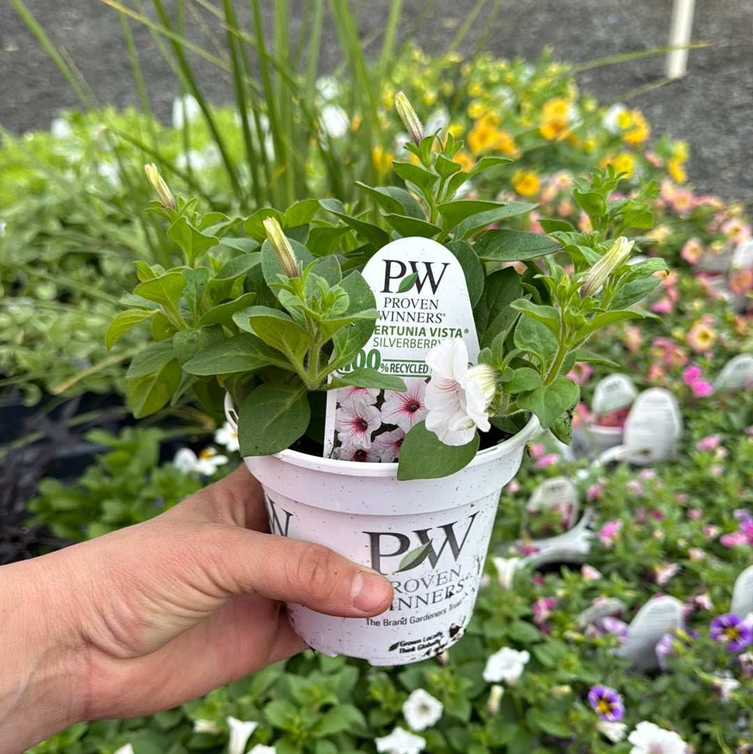 Annual Pots
