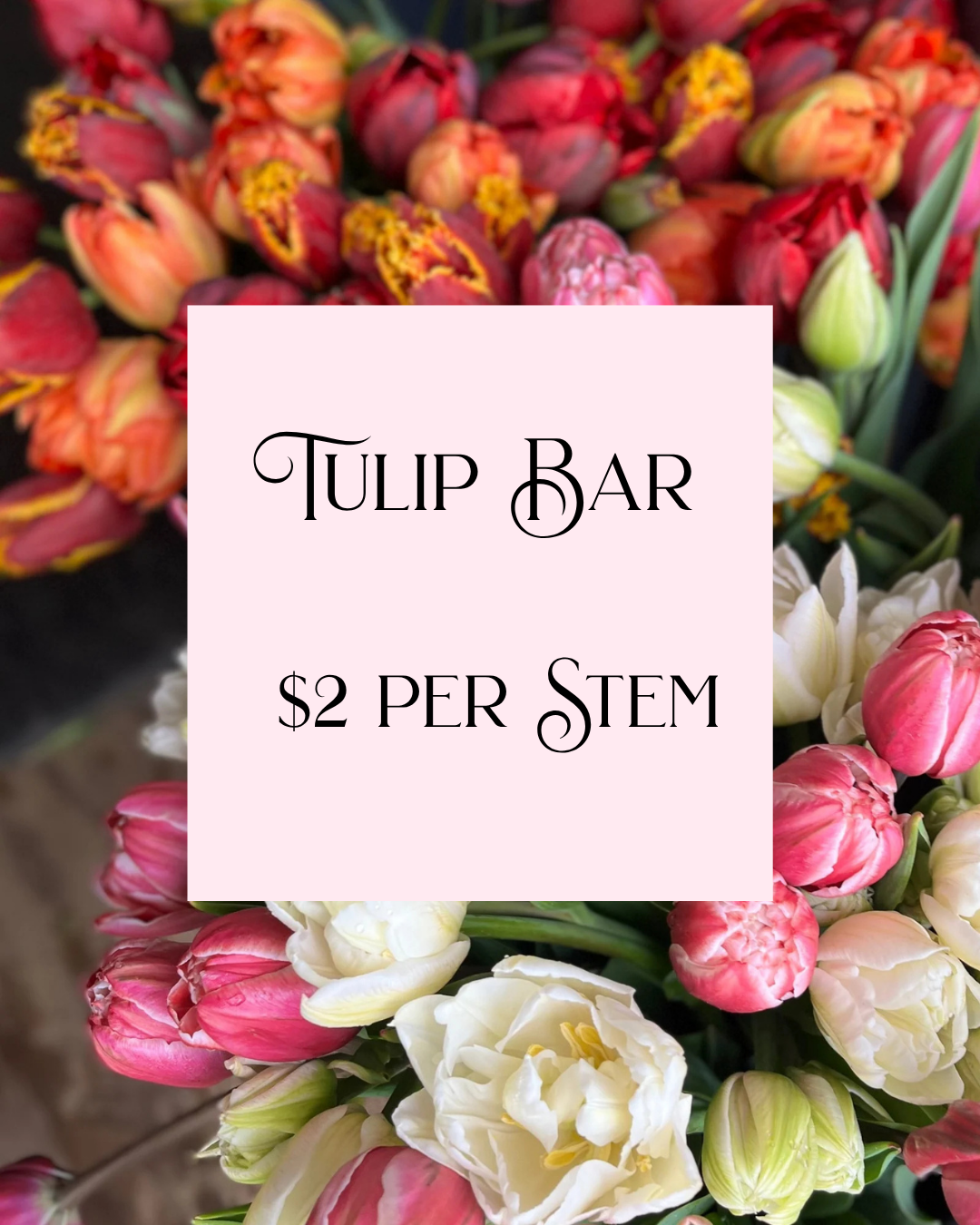 Tulip Bar