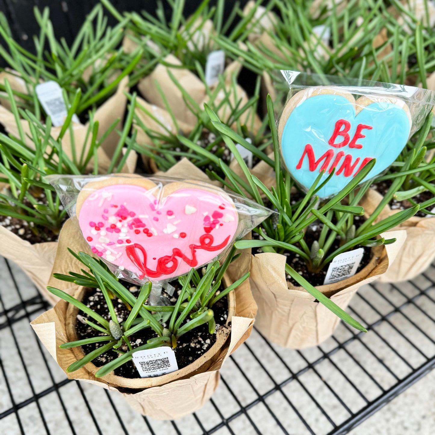 Muscari Pot + Sweet Treat