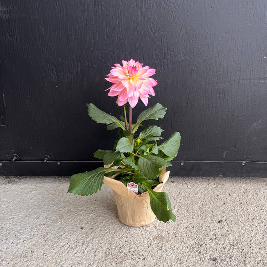 Potted Dahlia Plant