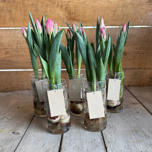Tulips On The Bulb