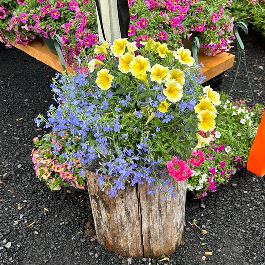 Hanging Basket