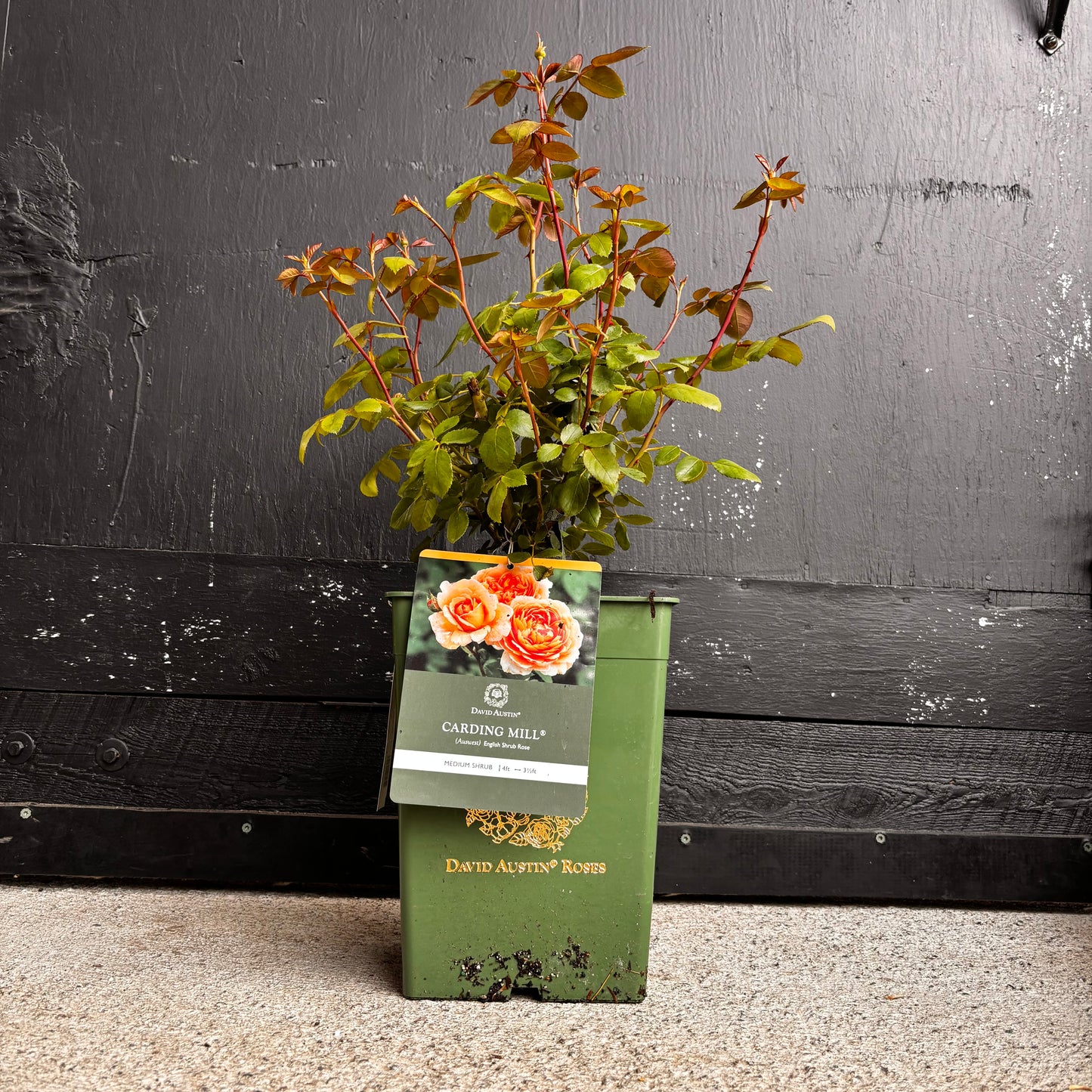 Rose Shrub