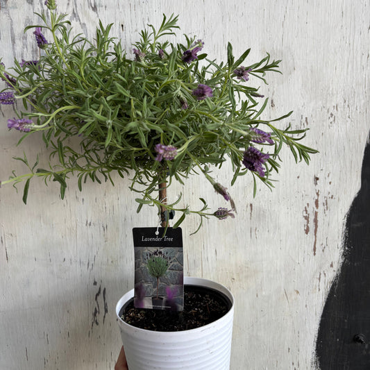 Lavender Tree