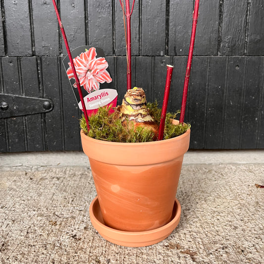 Amaryllis Terracotta Pot
