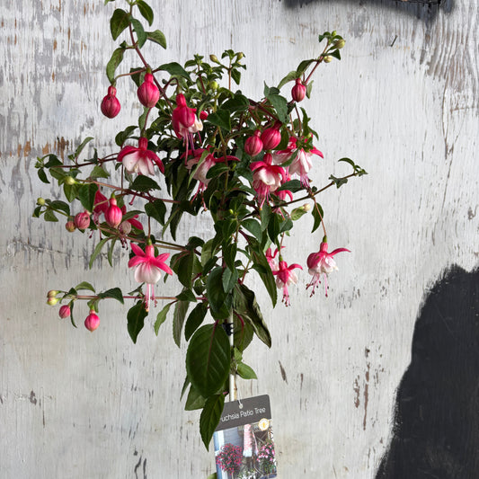 Fuchsia Patio Tree