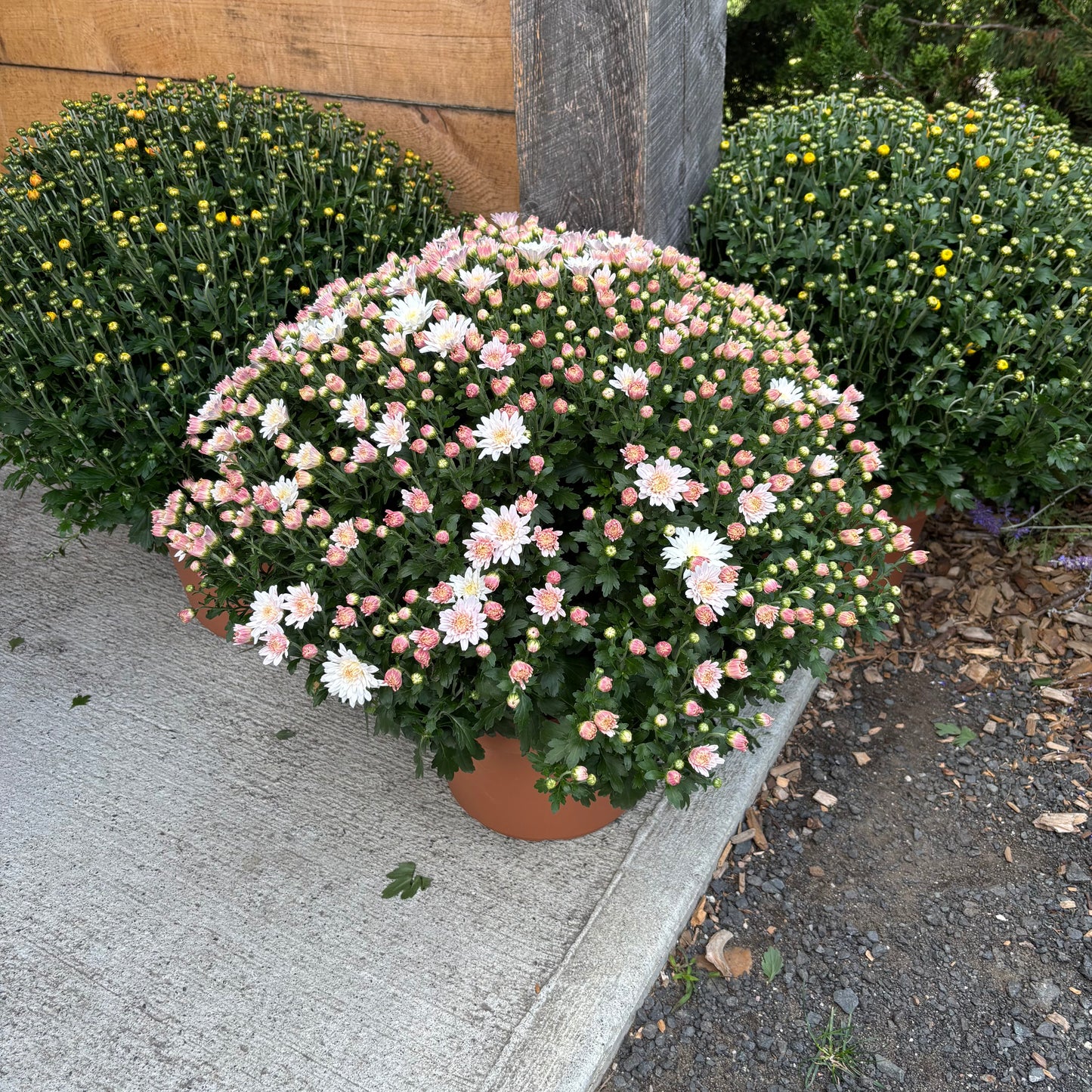 Mum Pot