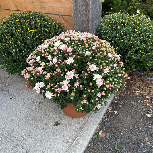 Mum Pot