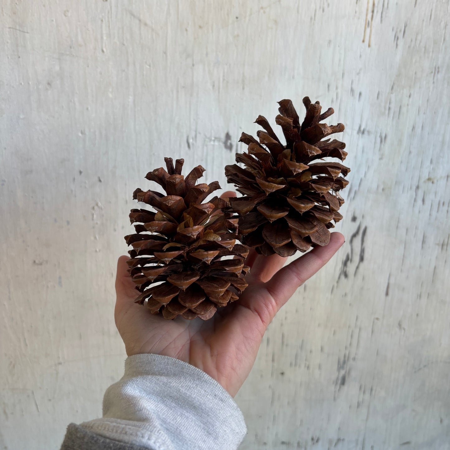 A La Carte Holiday Decor