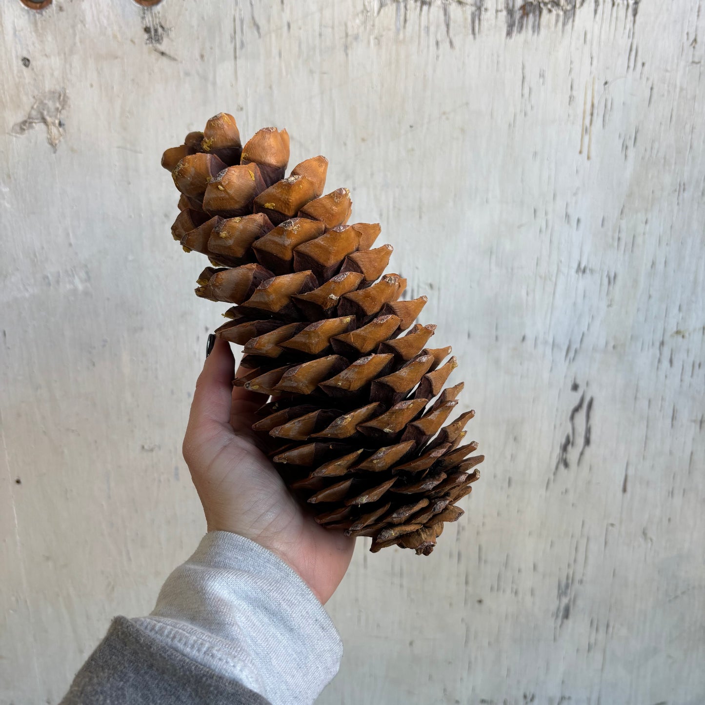 A La Carte Holiday Decor