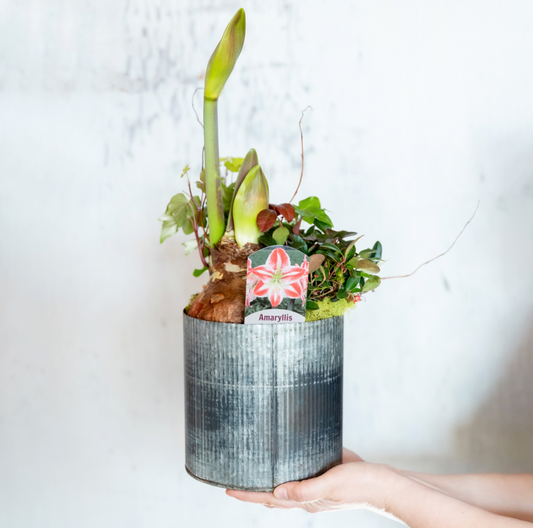 Amaryllis & Vine Metal Pot