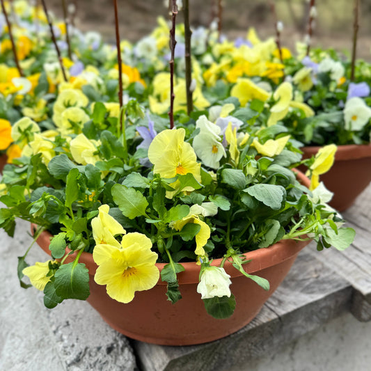Large Pansy Bowl